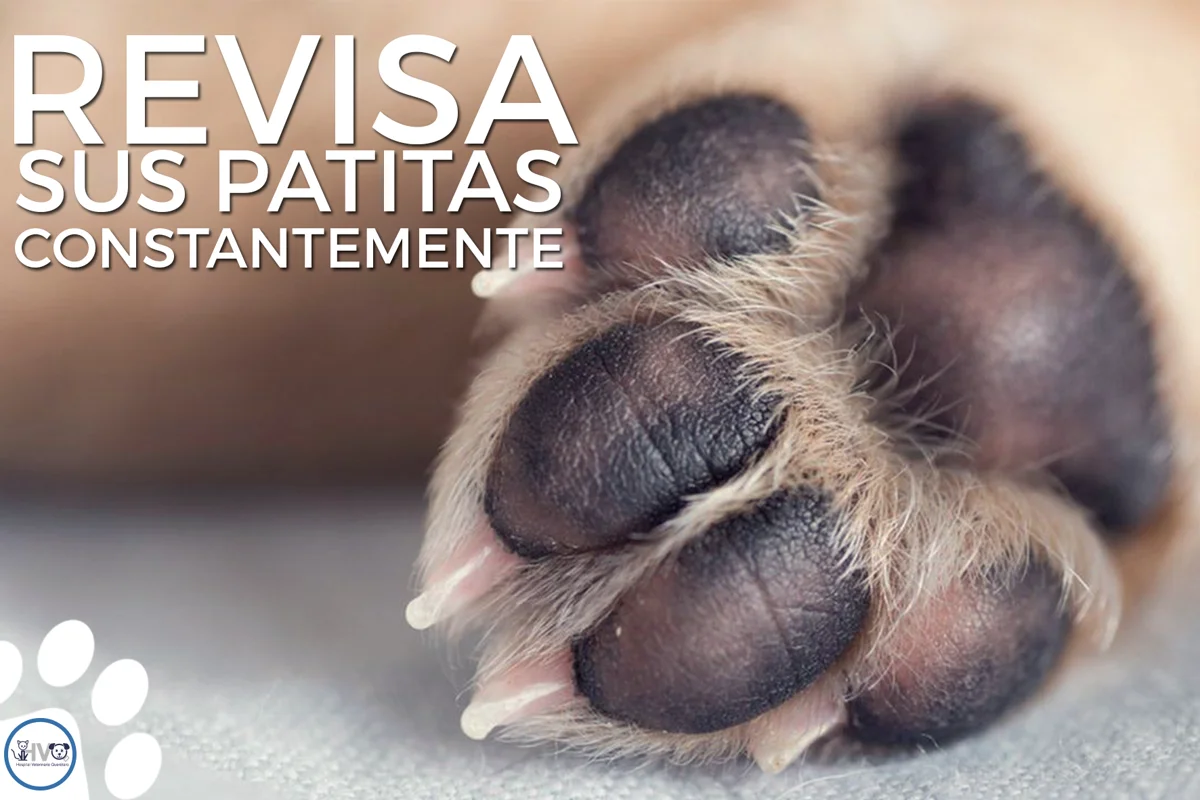 Contenido fotográfico de patitas de perro para Hospital Veterinario Querétaro.